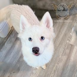 Monarch Blizzard - White male Pomsky puppy in Greeley, Colorado from Monarch Pomskies | Northern Colorado