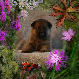 German Shepherd Puppies from Shepherd's Watch