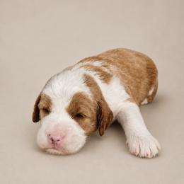 Cara - Red  female Goldendoodle puppy in Floyd, Virginia from Hearts and Paws Poodles and Doodles