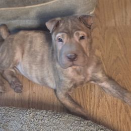 Brynlee - Chinese Shar-Pei
