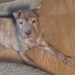 Brynlee - Chinese Shar-Pei