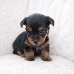 Harlow - Black and tan male Yorkshire Terrier puppy in Iron Mountain, Michigan from Celestial Family Terriers (Yooper Yorkies)
