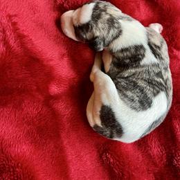 Gillis - Fawn brindle female Whippet puppy in Clinton, Tennessee from Ivanhoe Borzoi