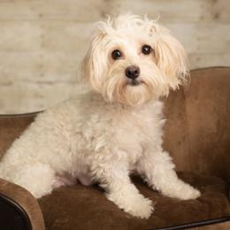 Lady - Poodle