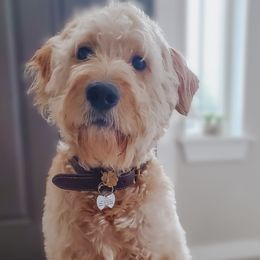 Goldendoodles from Ridgeview Doodles