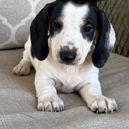 CKC Picasso - Piebald male Dachshund puppy in Joshua Tree, California from Desert Dreams Ranch