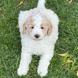 Leonardo - Parti male Goldendoodle puppy in Stockton, California from Port City Doodles