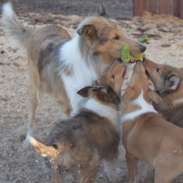 Collie Puppies from Glenelg Collies