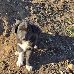 Australian Shepherd and Miniature Australian Shepherd Puppies from Cara Harker