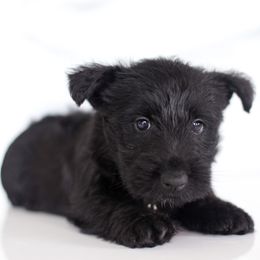 Sawney - Black male Scottish Terrier puppy in Mount Joy, Pennsylvania from K&M Kennel