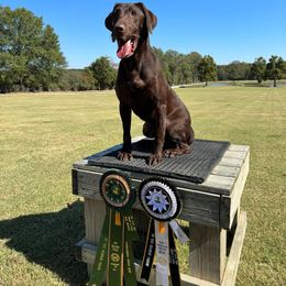 Bo - Labrador Retriever