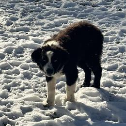Razzle - Australian Shepherd