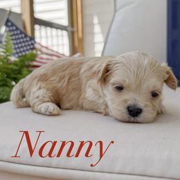 Nanny - Apricot female Maltipoo puppy in Wendell, North Carolina from Teddys Teddy Bears