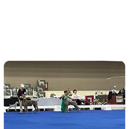 Weimaraner Puppies from So-IN Weimaraner's