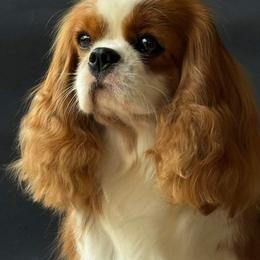 Audrey - Cavalier King Charles Spaniel