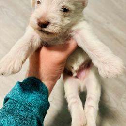 Desoto - White male Miniature Schnauzer puppy in Alabama from Little River Miniature Schnauzers
