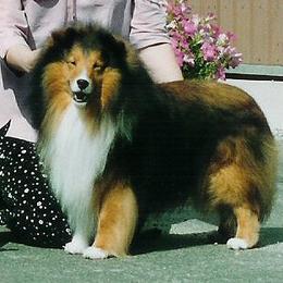 Buster - Shetland Sheepdog