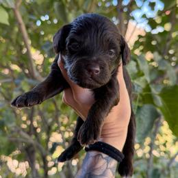 John - Chocolate male Goldendoodle puppy in Horseshoe Bend, Idaho from Over the Moon Poodles and Doodles
