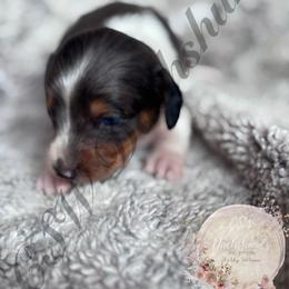 Genny - Piebald female Dachshund puppy in Lufkin, Texas from CSW Dachshunds