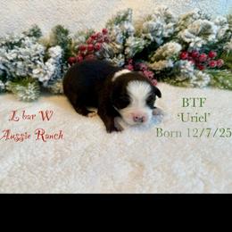 Uriel - Black tri female Miniature Australian Shepherd puppy in Midway, Texas from L Bar W Aussie Ranch