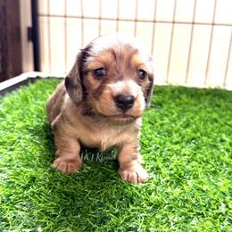 Rain - Dapple male Dachshund puppy in Mc Donough, Georgia from L & J Kennel