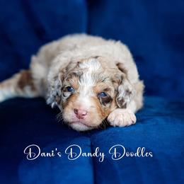 Aussiedoodle Puppies from Dani's Dandy Doodles