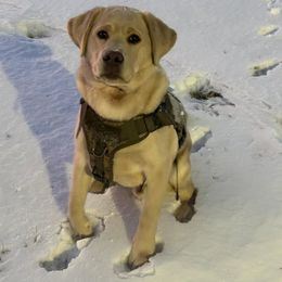 Dilute Retriever and Labrador Retriever Puppies from SmoKy Hills Labradors