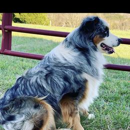 Phoenix  - Australian Shepherd