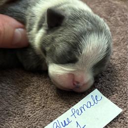 M. Blue Female 1 - Blue female Boston Terrier puppy in Mc Donough, Georgia from Ballard Boston Terriers