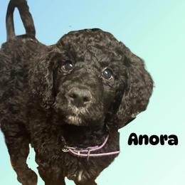 Anora - Black female Poodle puppy in Baltimore, Maryland from Steinrock’s Standards