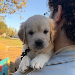Black Boy - Light golden male Golden Retriever puppy in Fremont, Ohio from Mi-Kels Belgians and Goldens
