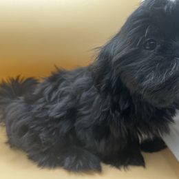 Shih Tzu Puppies from Jessica’s Shih Tzus