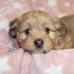 Goldendoodle, Havapoo, Labradoodle, and Springerdoodle Puppies from Oregon Valley Pups