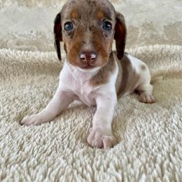 Lindor - Chocolate and cream female Dachshund puppy in Granbury, Texas from Bluebonnet Dachshunds, LLC
