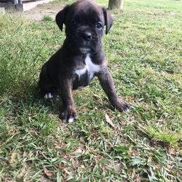 Boxer Puppies from Boone’s Boxers of North Carolina