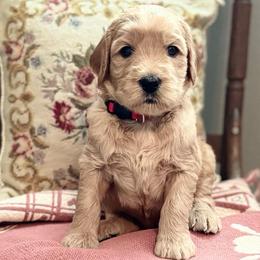 Grumpy-Red - Apricot male Goldendoodle puppy in Bay City, Texas from Charming Doods Goldendoodles