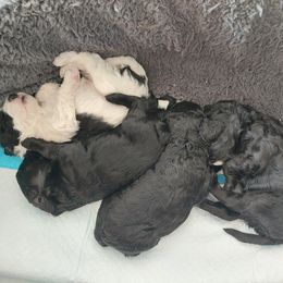 Cavapoo Puppies from Carlson Cavapoos