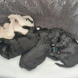 Cavapoo Puppies from Carlson Cavapoos