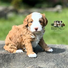 Australian Mountain Doodle and Bernedoodle Puppies from Blue Skye Doodles