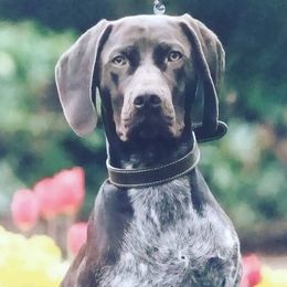 German Shorthaired Pointers from Flying R Kennel