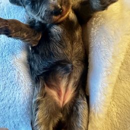 Merle - Merle female Bernedoodle puppy in Holt, Missouri from Mindys Doodles