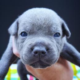 Great Wall - Blue male Staffordshire Bull Terrier puppy in Dallas, Texas from Wild Blue Staffords