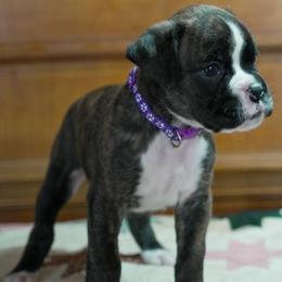 Purple - Brindle female Boxer puppy in Fayetteville, Tennessee from Euro Boxers of Tennessee