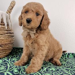 Arthur - Red  male Goldendoodle puppy in Temecula, California from Oodles O'Doodles