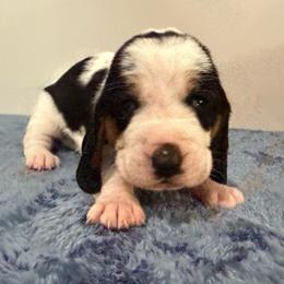 Female 1 - Black white and brown female Basset Hound puppy in Douglas, Georgia from Huffer Hounds and Havanese