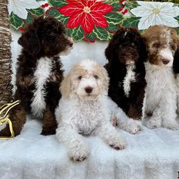 Bernedoodle Puppies from Dulcito Bernedoodles
