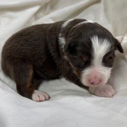 Girl 4 - female Miniature American Shepherd puppy in Elmore City, Oklahoma from Rikashay Kennels