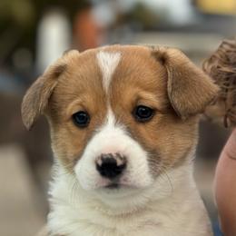Rex - Sable male Pembroke Welsh Corgi puppy in Butte Meadows, California from Julia's Pembroke Welsh Corgis