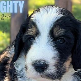 Bernedoodles from Wild Grace Farm Pups