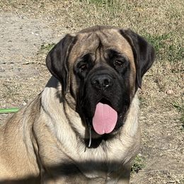 Bubbles - Mastiff